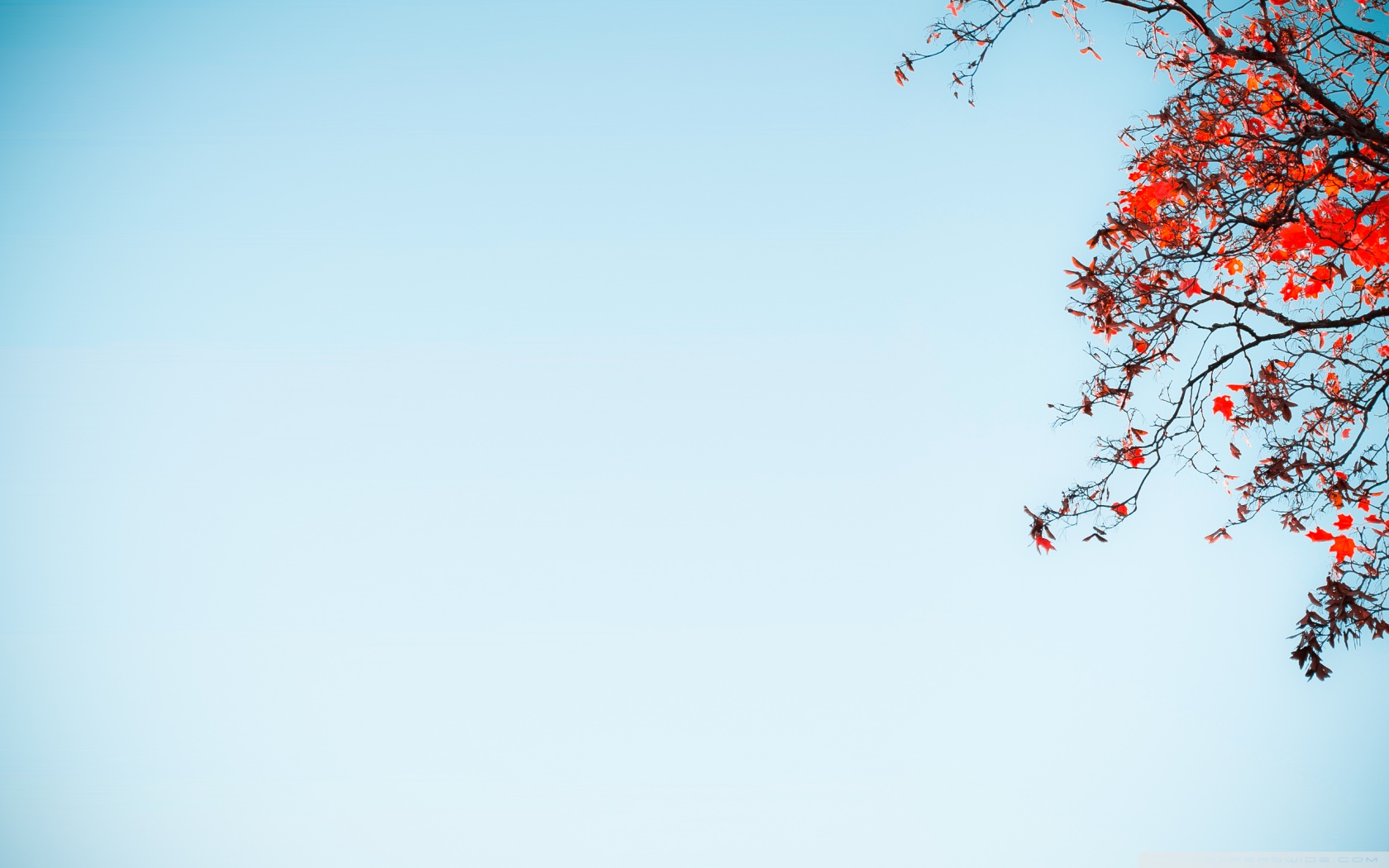 red_tree_against_a_blue_sky-wallpaper-1680×1050