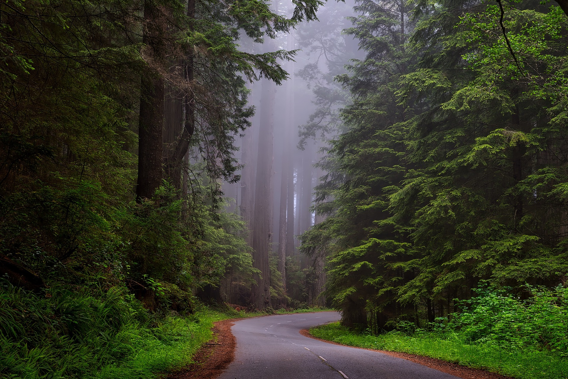 forest